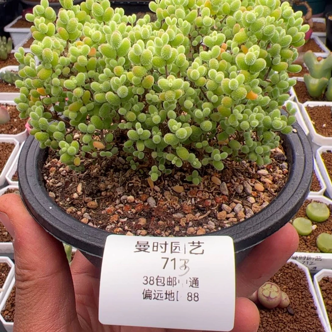 2.21金桔绿菜多肉植物713