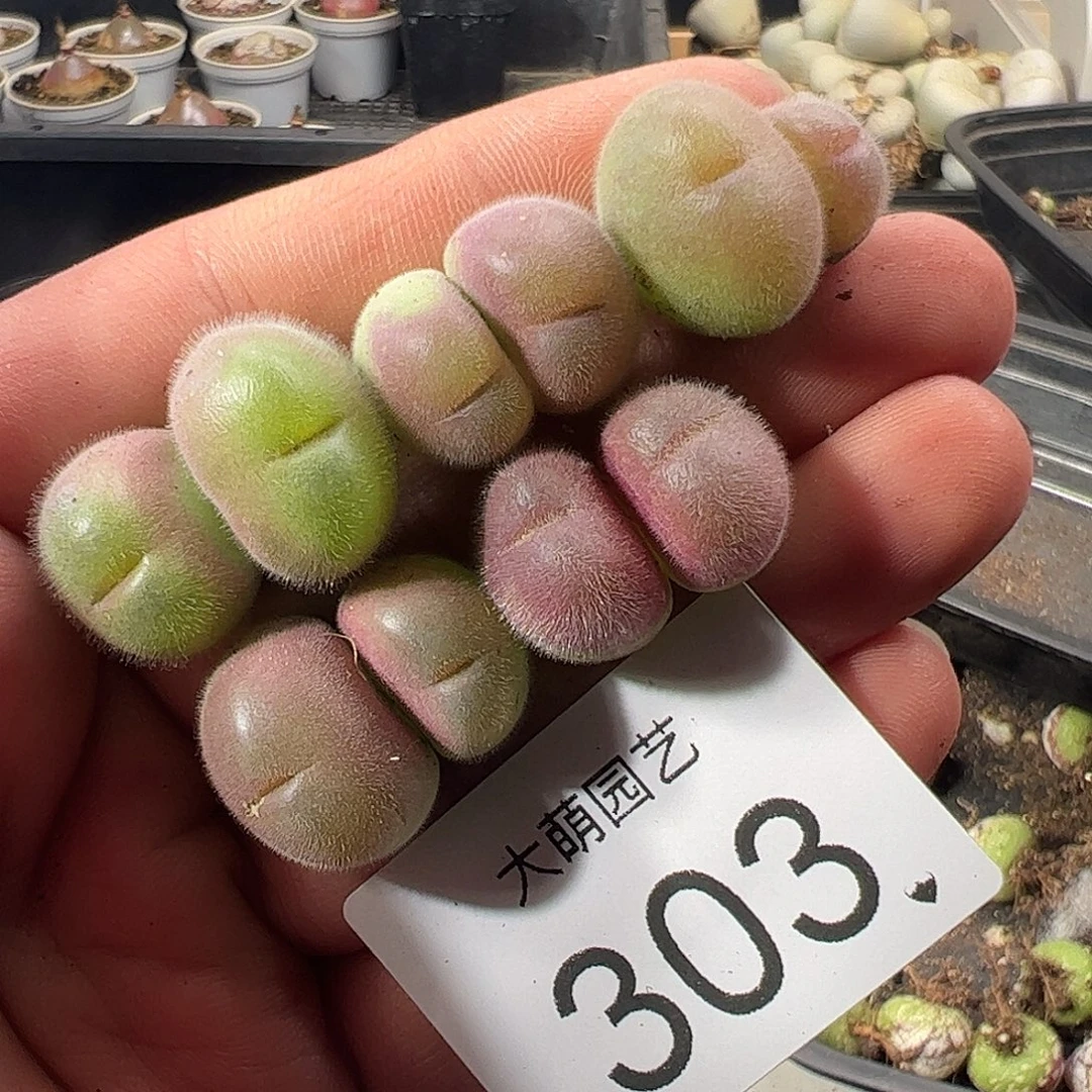 一物一拍。     303