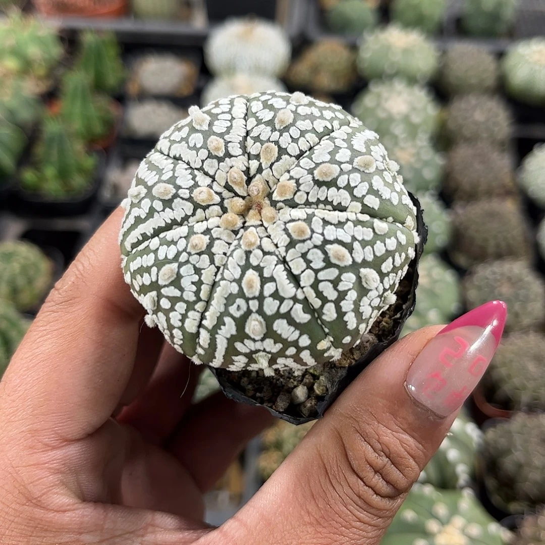 小超兜单头发货单头发