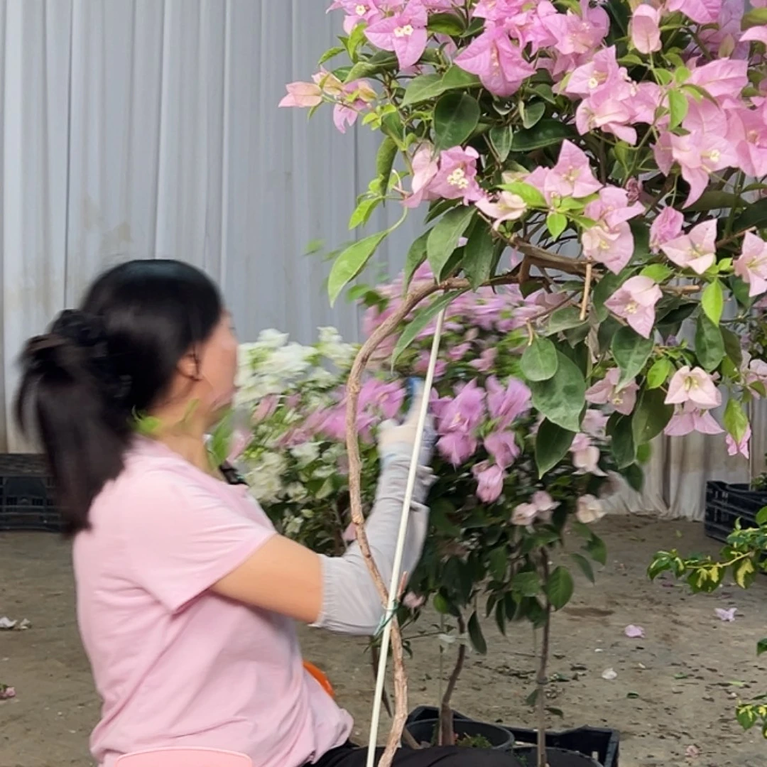 纯***子大部分花苞少量开放D87赛佛里