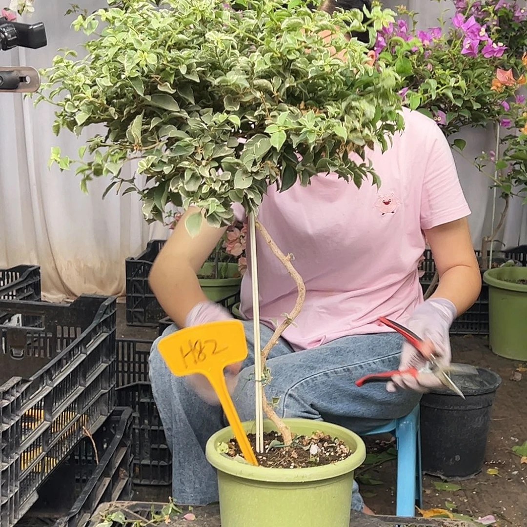 美***光当前无花栽培后可以开花H82少女心