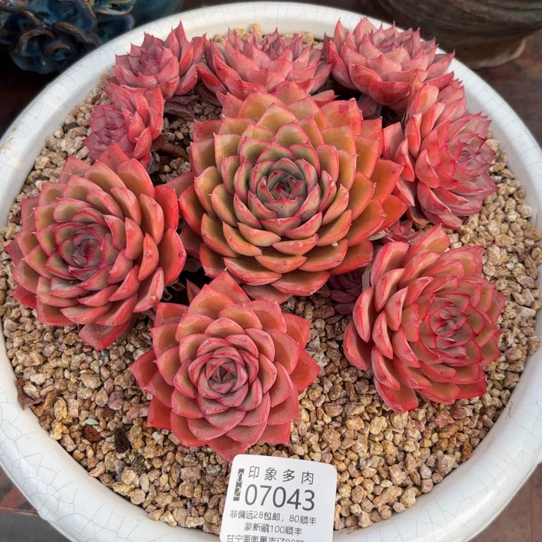 江**说多肉植物07043cfff
