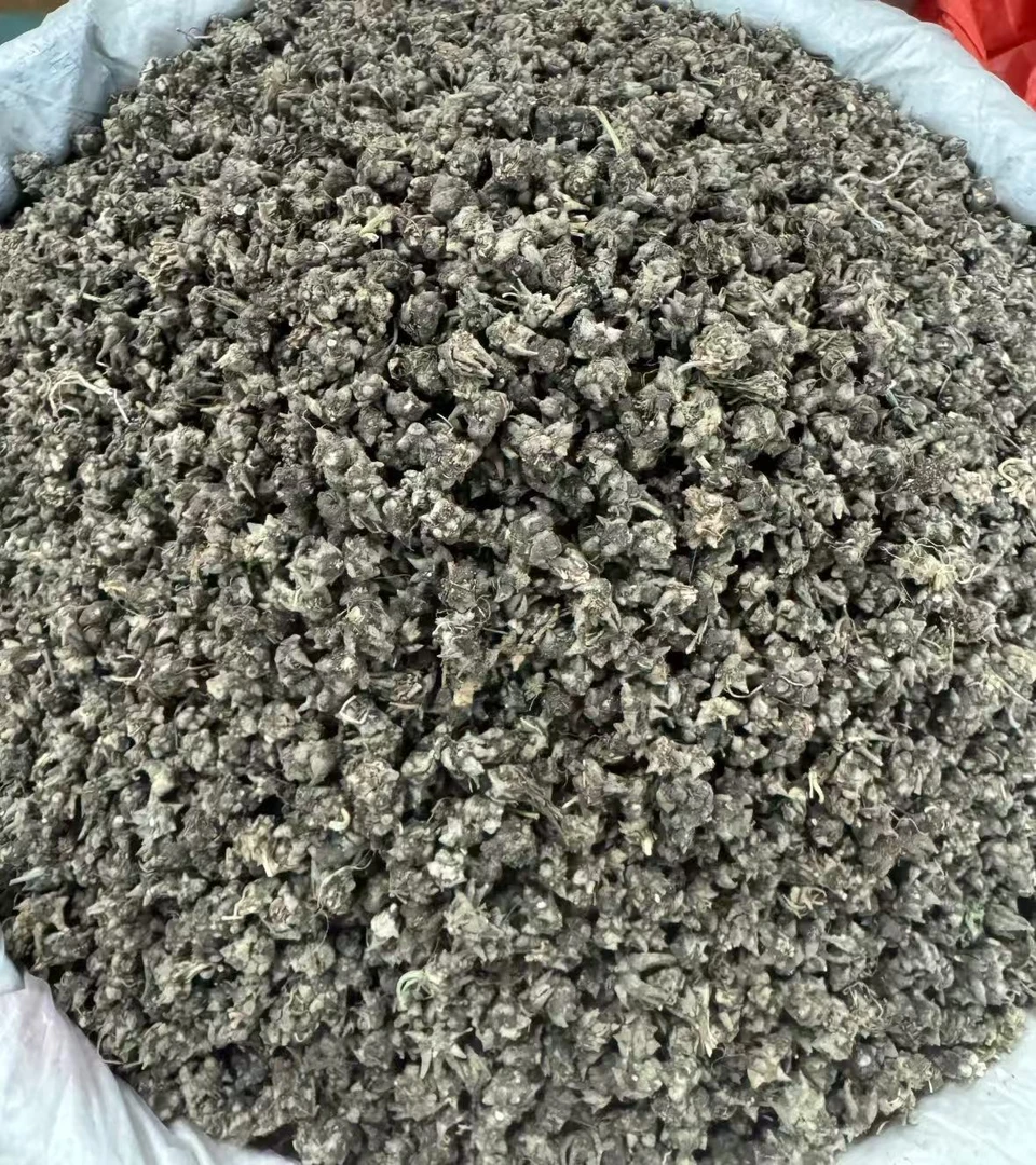 【岐道-曾】猫爪草