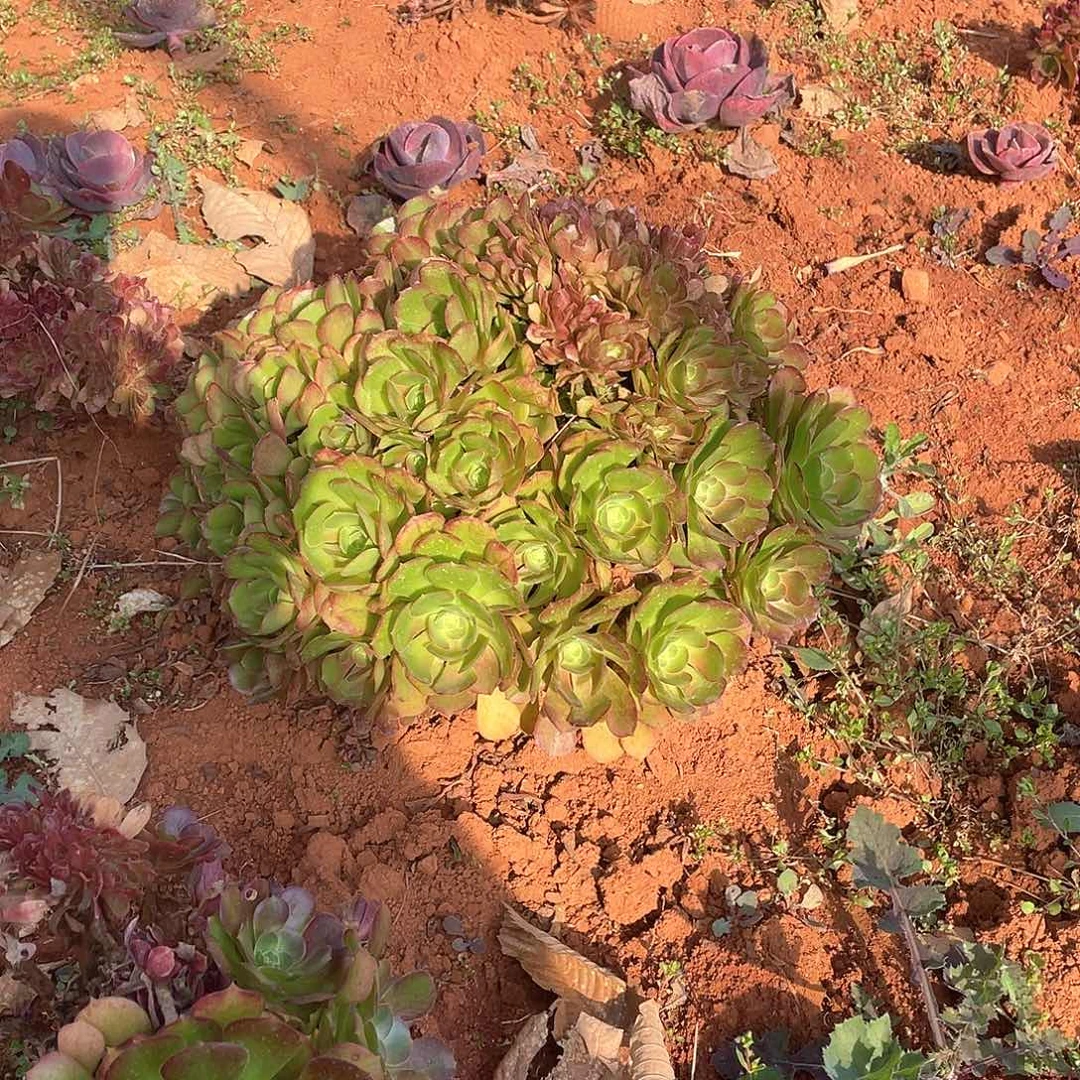 璀**生04法师缀化 一物一拍