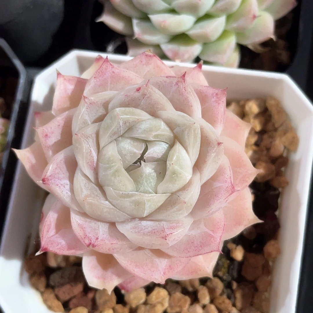 优选77号女王9293