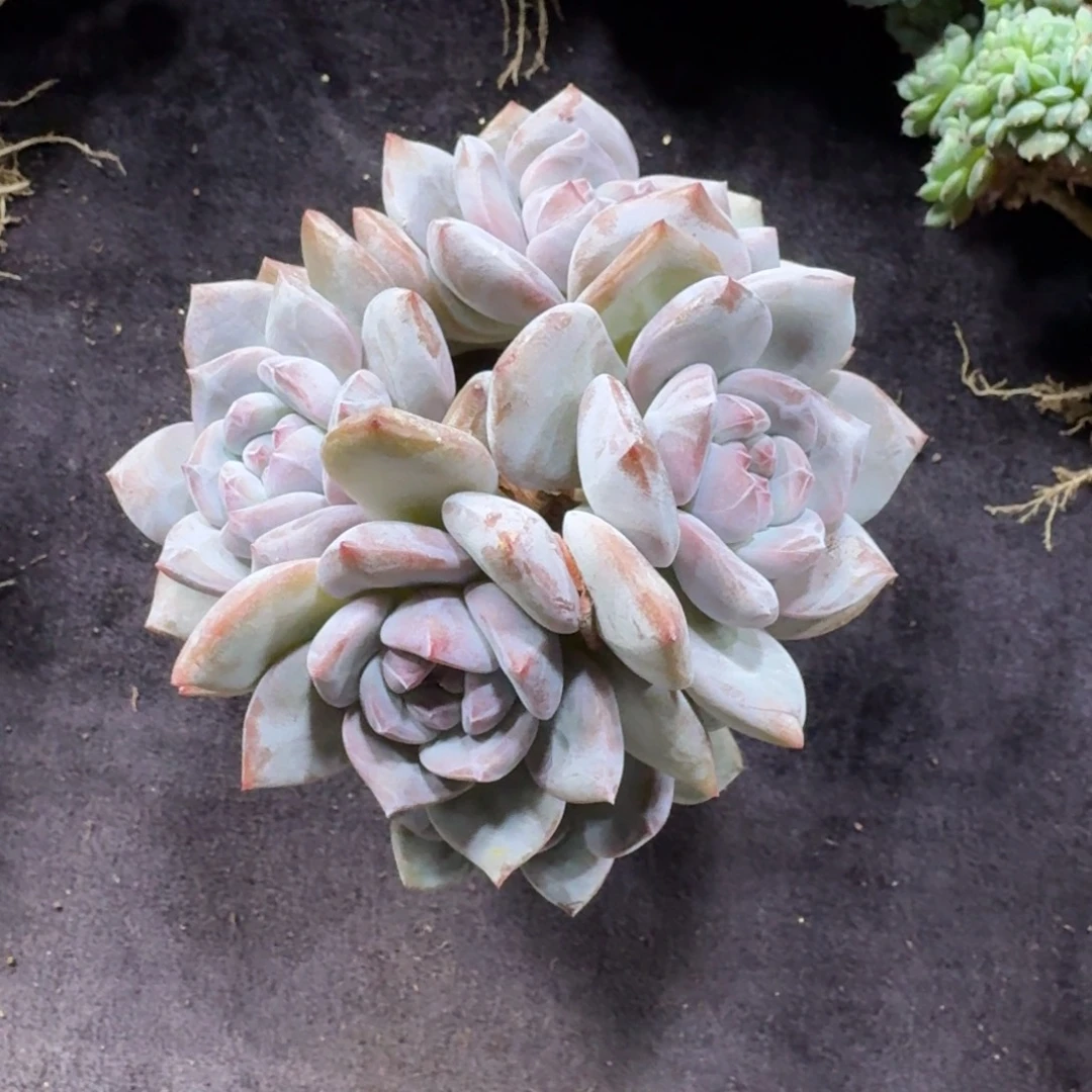 星影5头有砍一物一拍