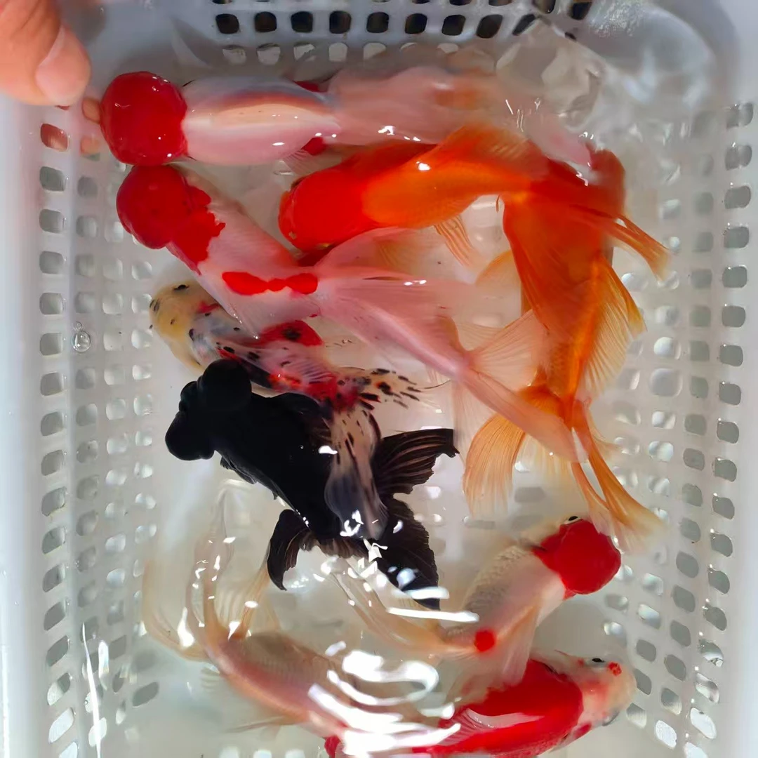 精品国粹金鱼鹤顶红.红国狮.鎏金.元宝混搭发货