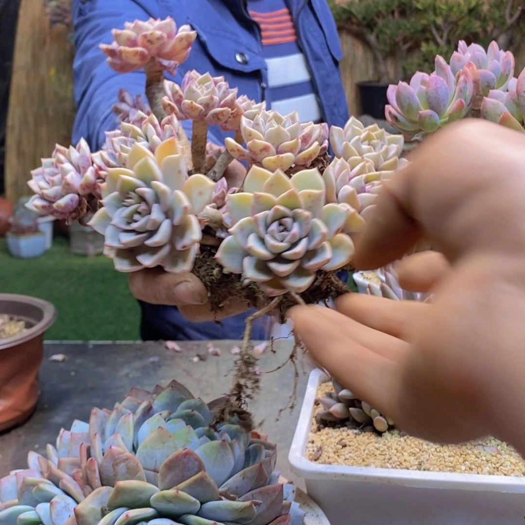 晨*弟88红粉佳人多肉植物