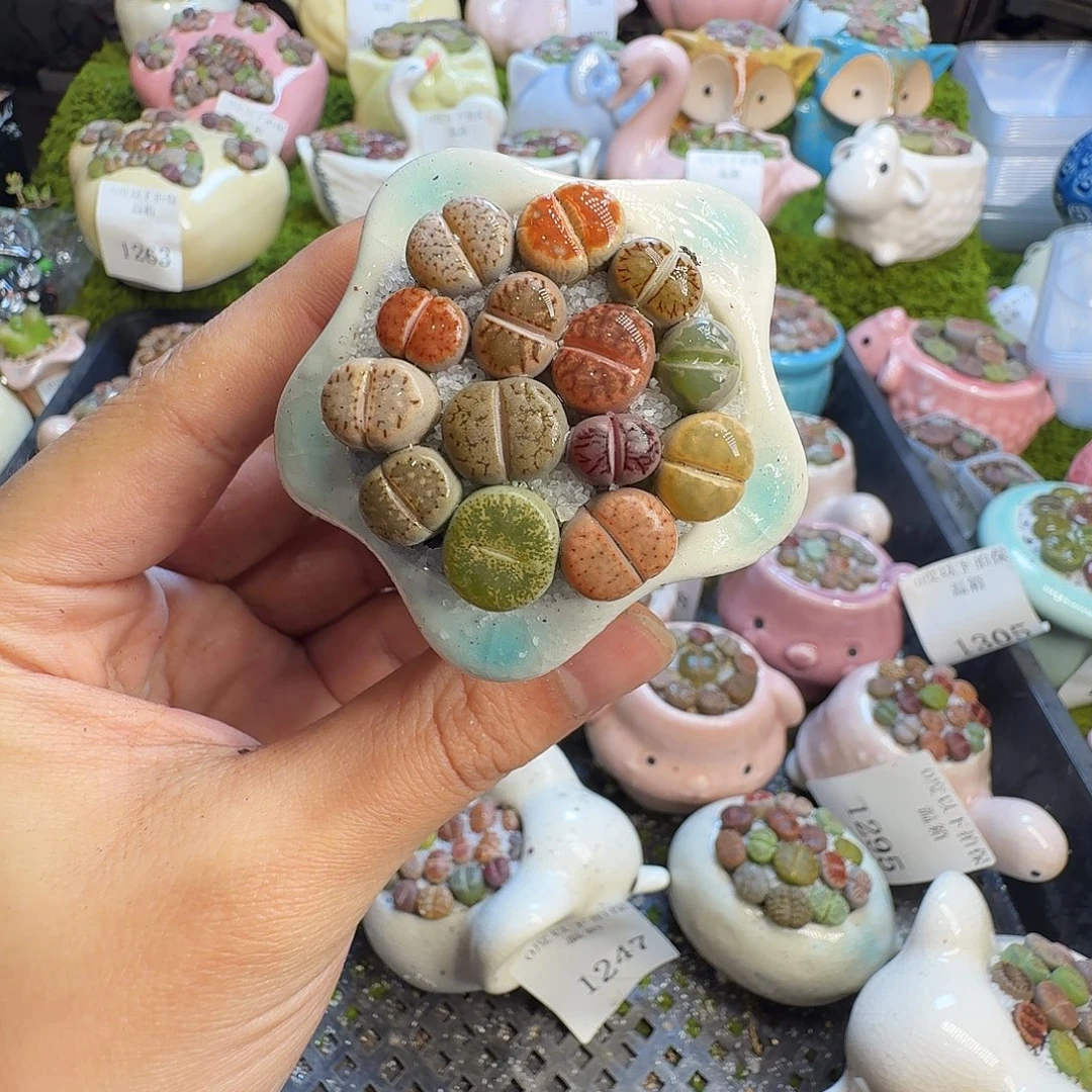 多肉植物和植物1309