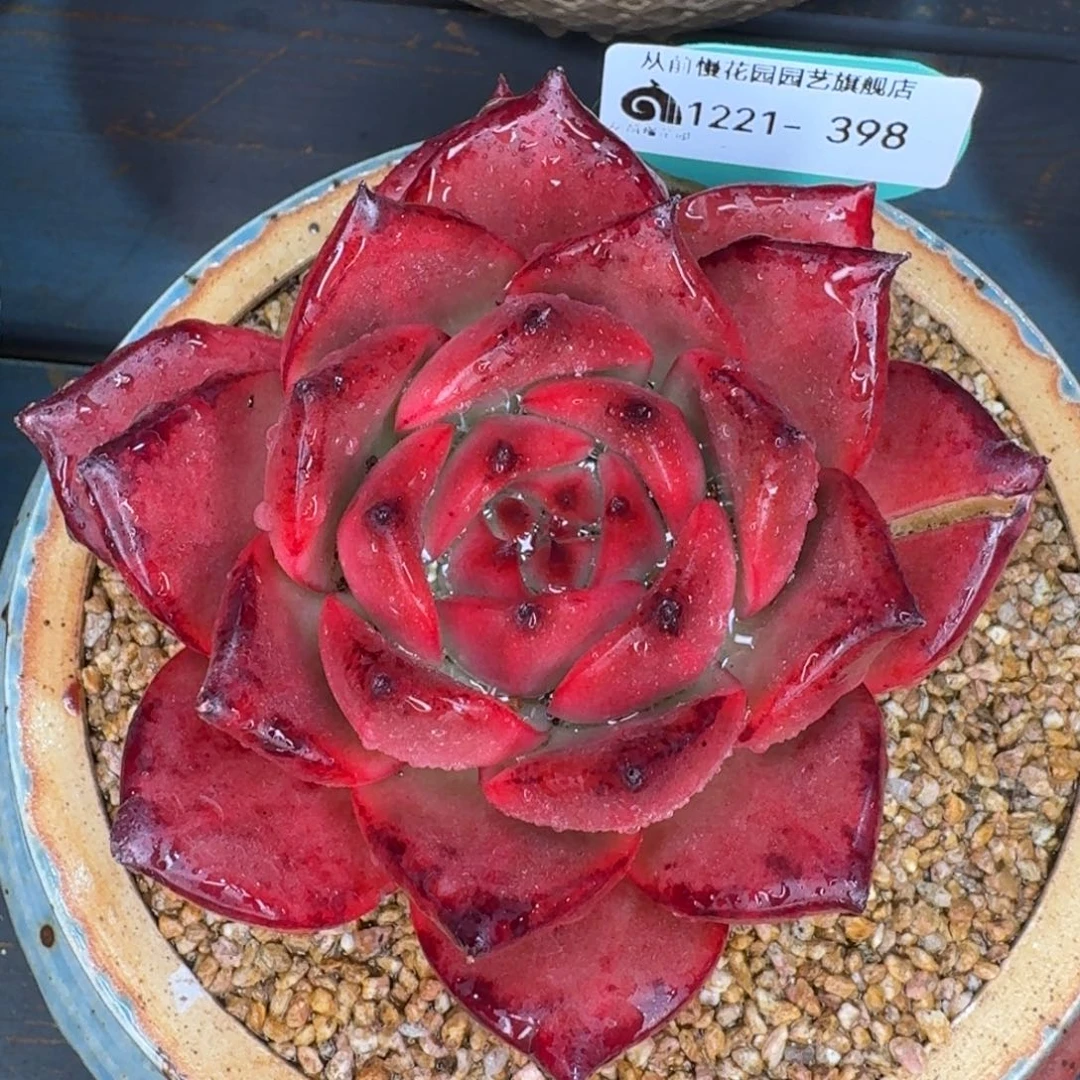 从前慢多肉精选编号1221.398