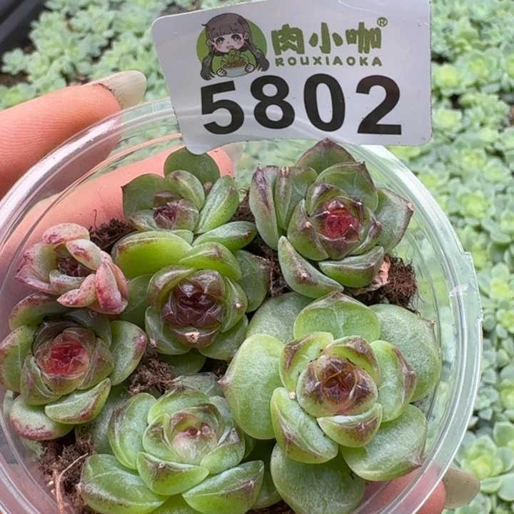 多肉植物多肉植物