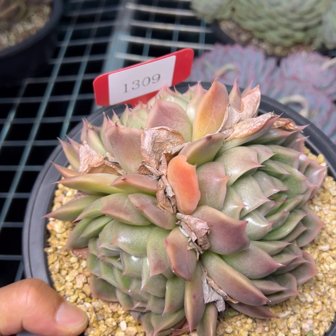 度**忧1309肉多肉少肉