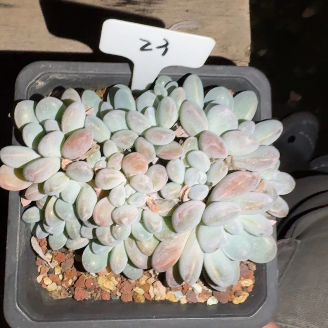 23 香芋