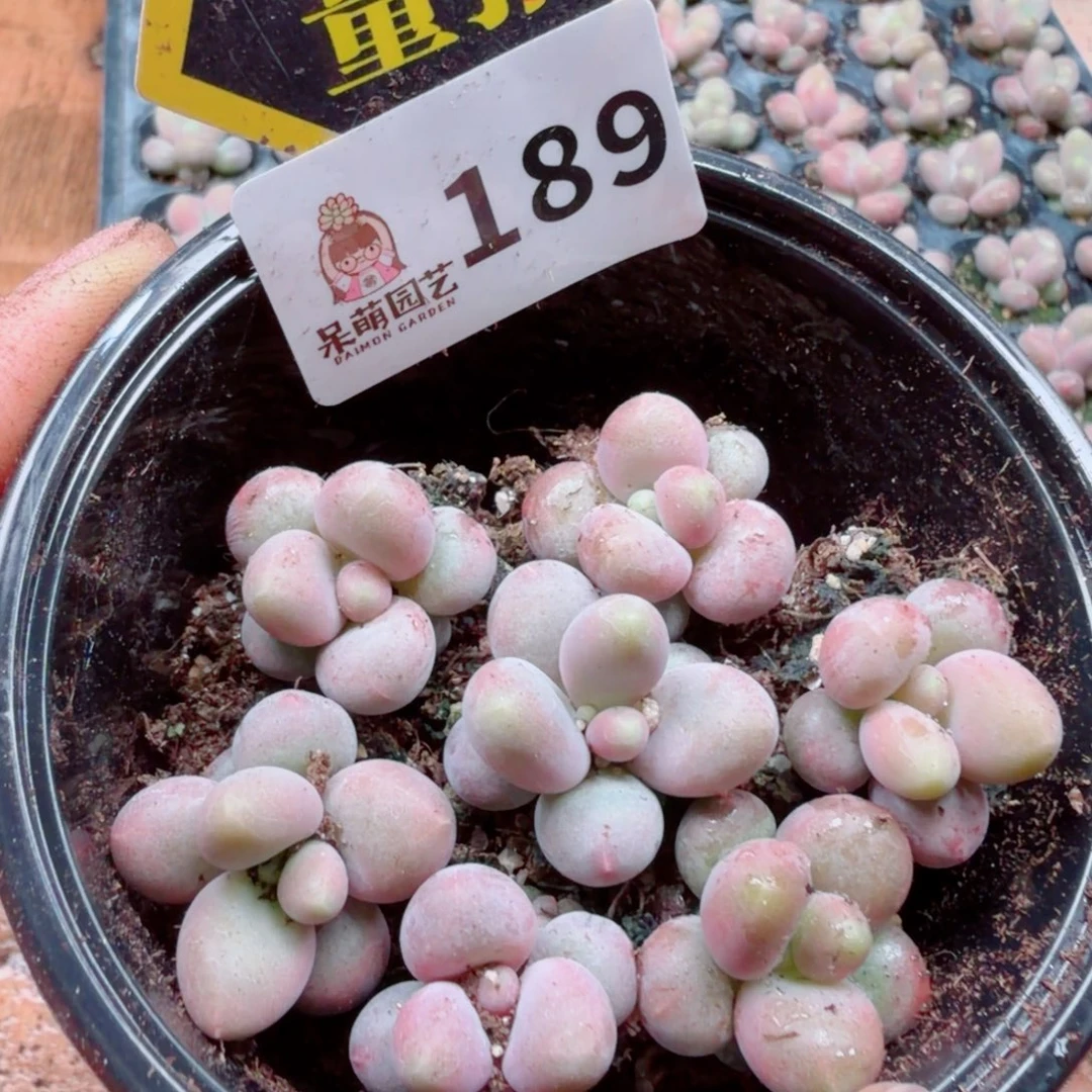 多肉植物多肉植物