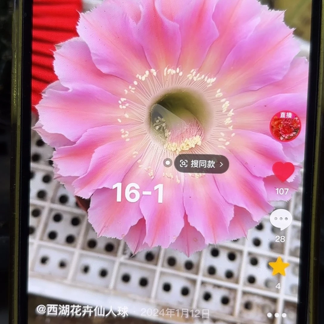 16-1彩左右20包邮侧牙49