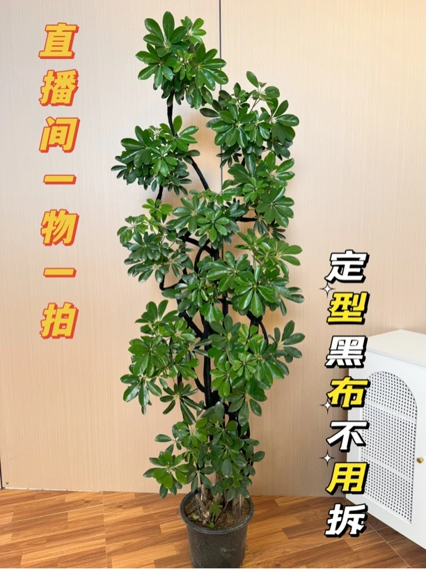 【树王】造型鸭脚木室内盆栽鸭掌木净化空气客厅四季常青