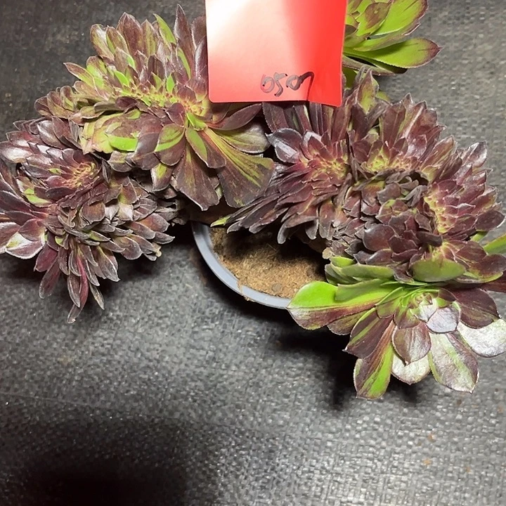 花月夜缀化多肉植物0507