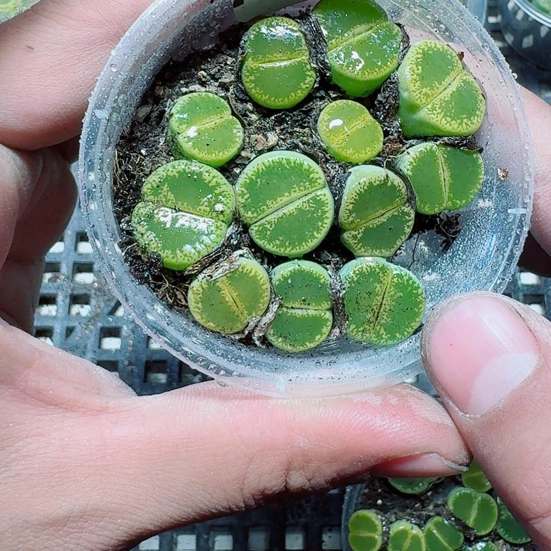 51 多肉植物多肉植物