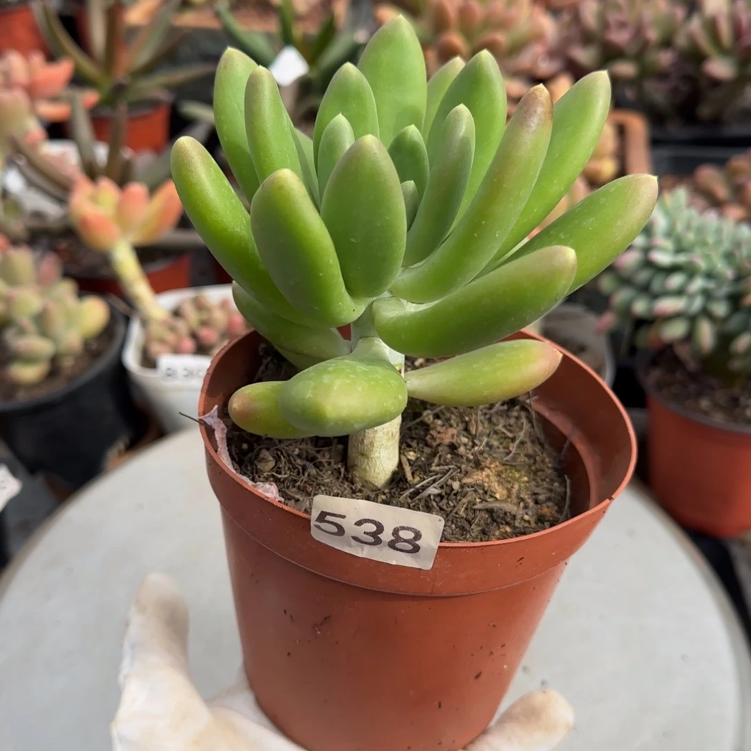 538号一物一拍一物一拍一物一拍