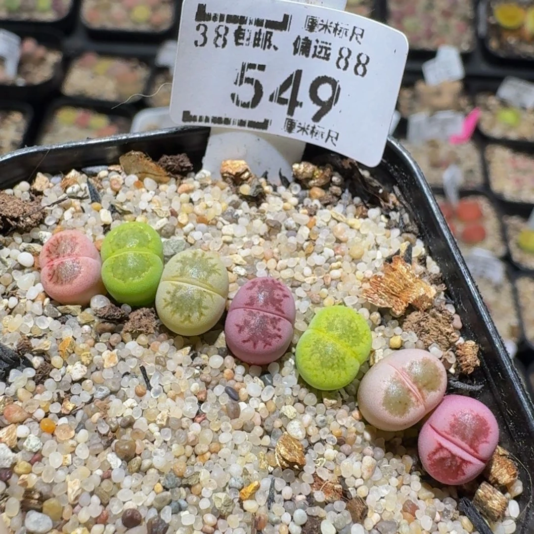 zzzz生石花肉锥子549小菊