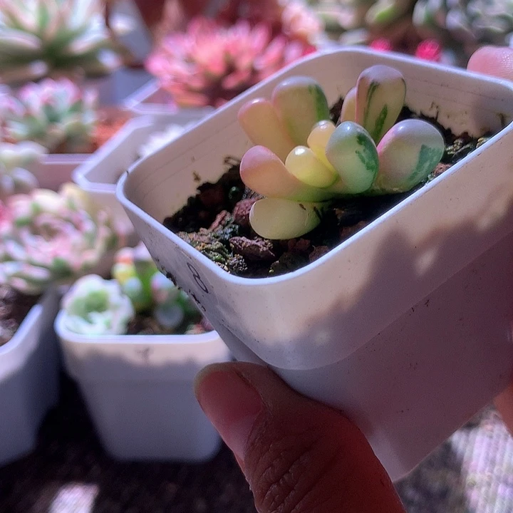 福利五十铃玉有根