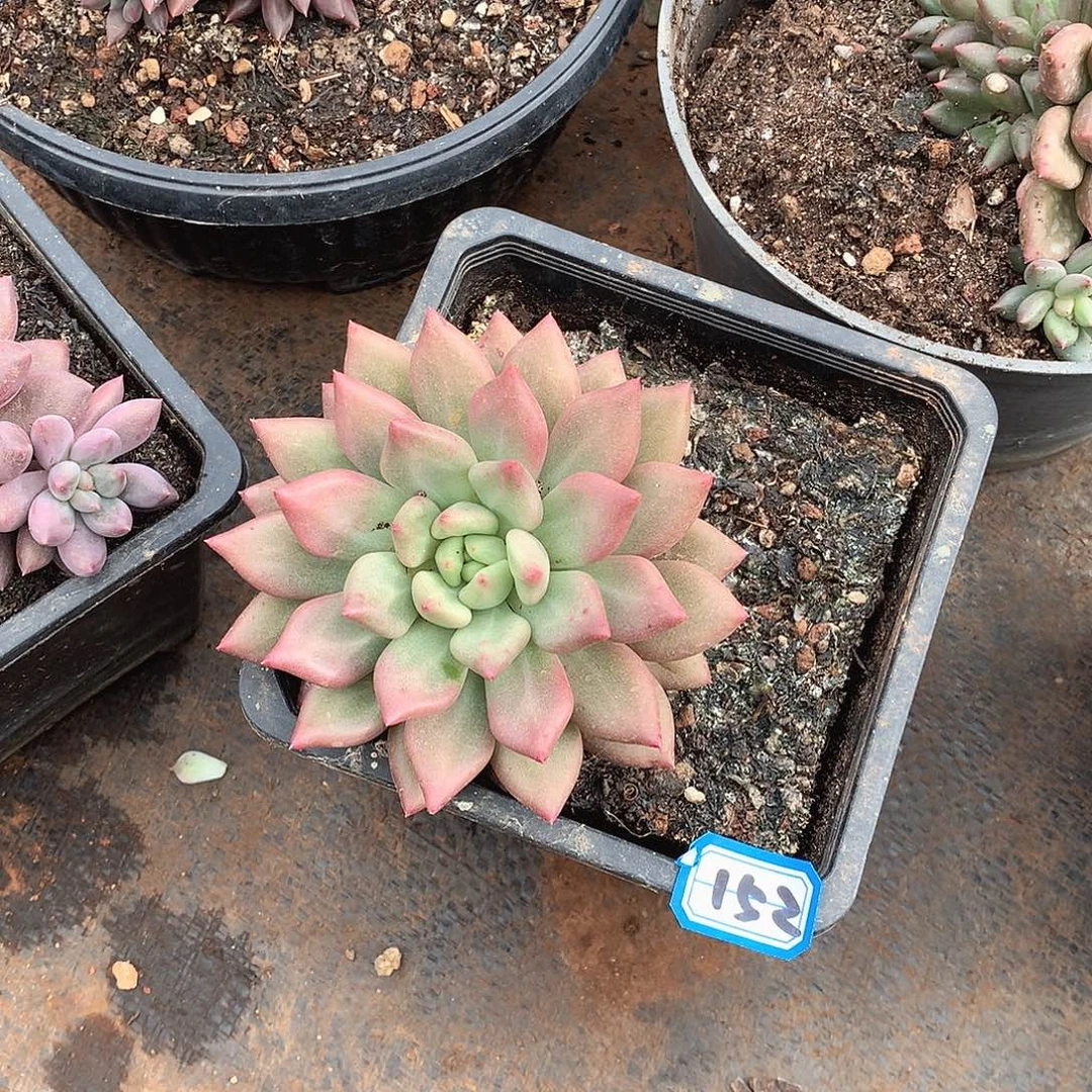 152美人一物一拍多肉