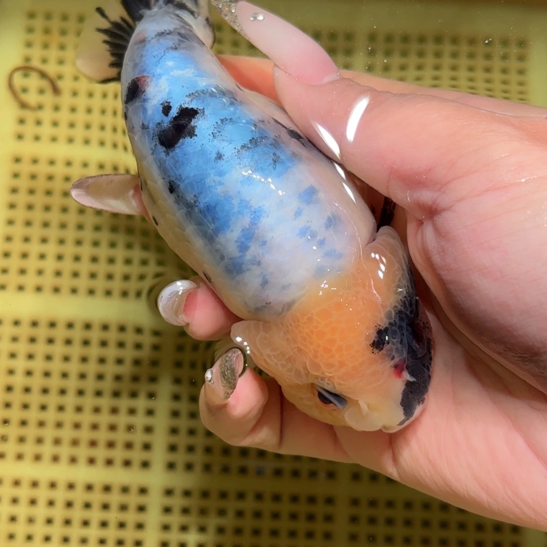 阿***则金鱼拍包装包邮，不拍包装运费到付