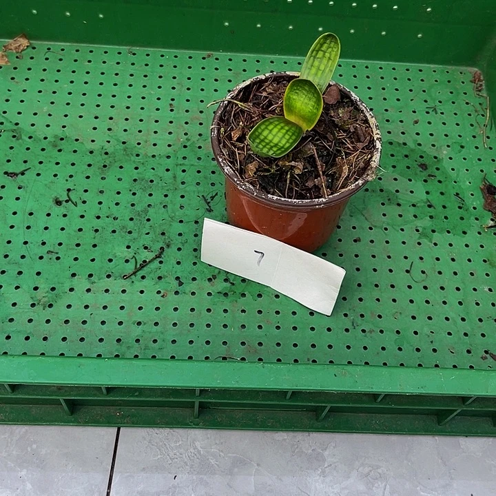 完全开放微型佛光