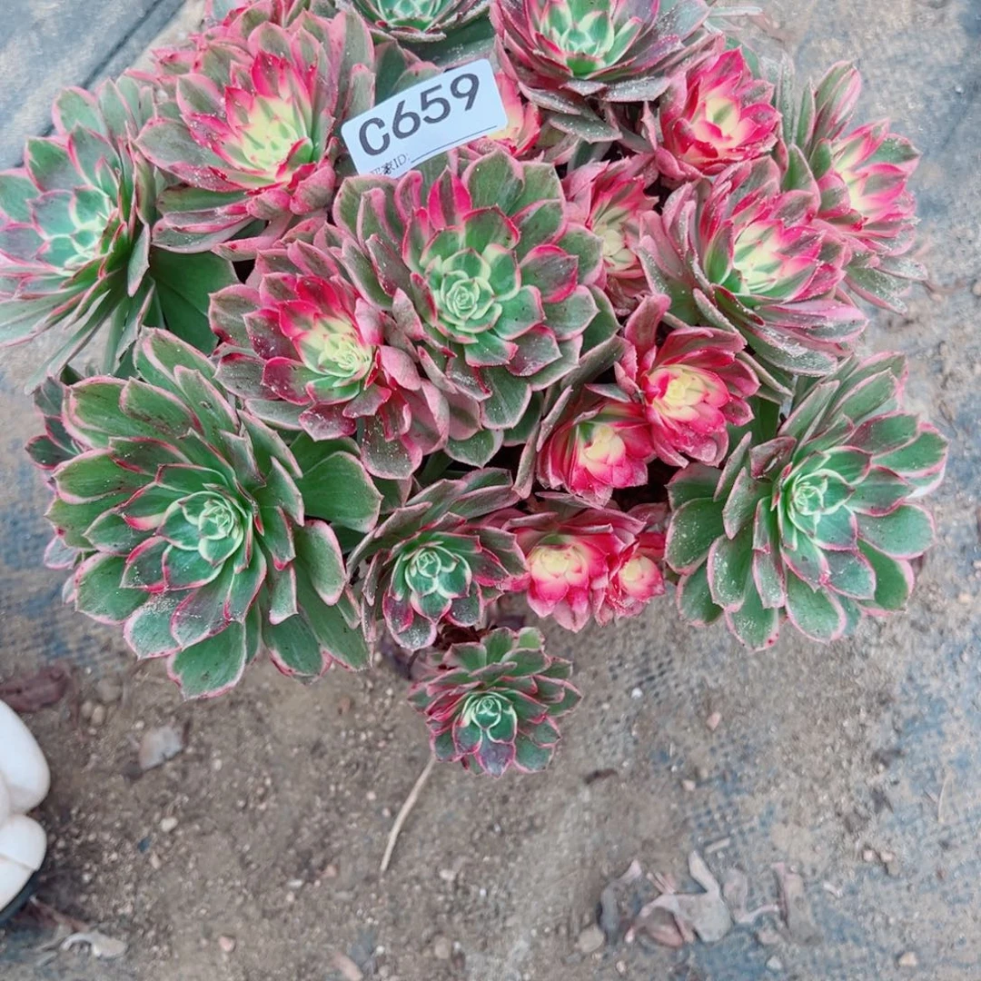 659黑魔锦多肉植物法师