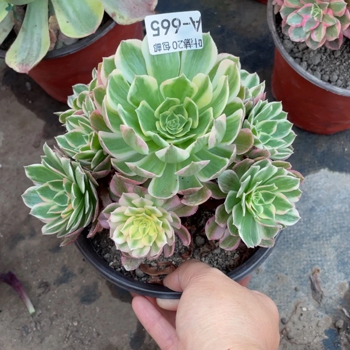 665海王多肉123456789