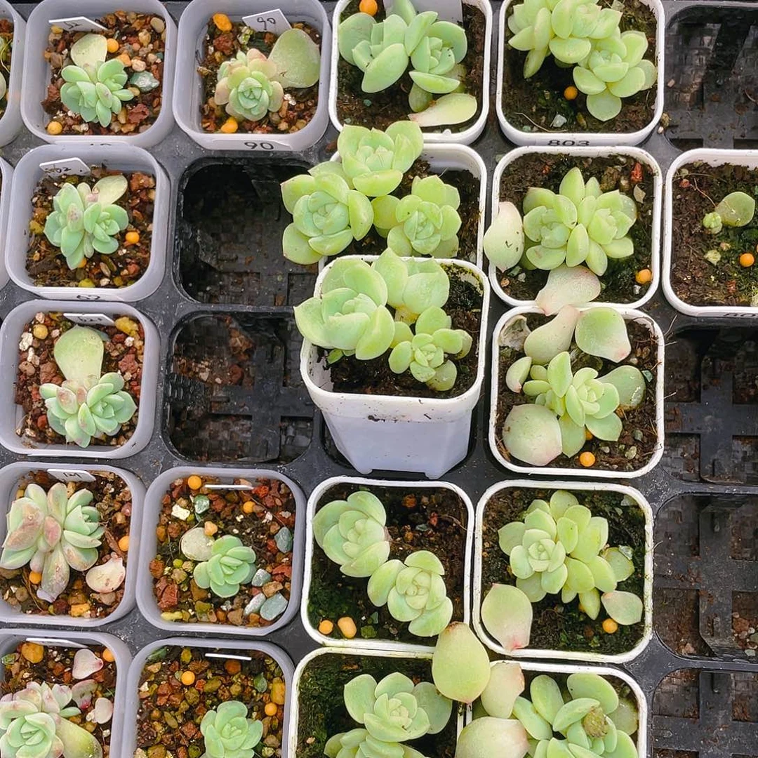 花*猫803 四头中盆一个满25包邮