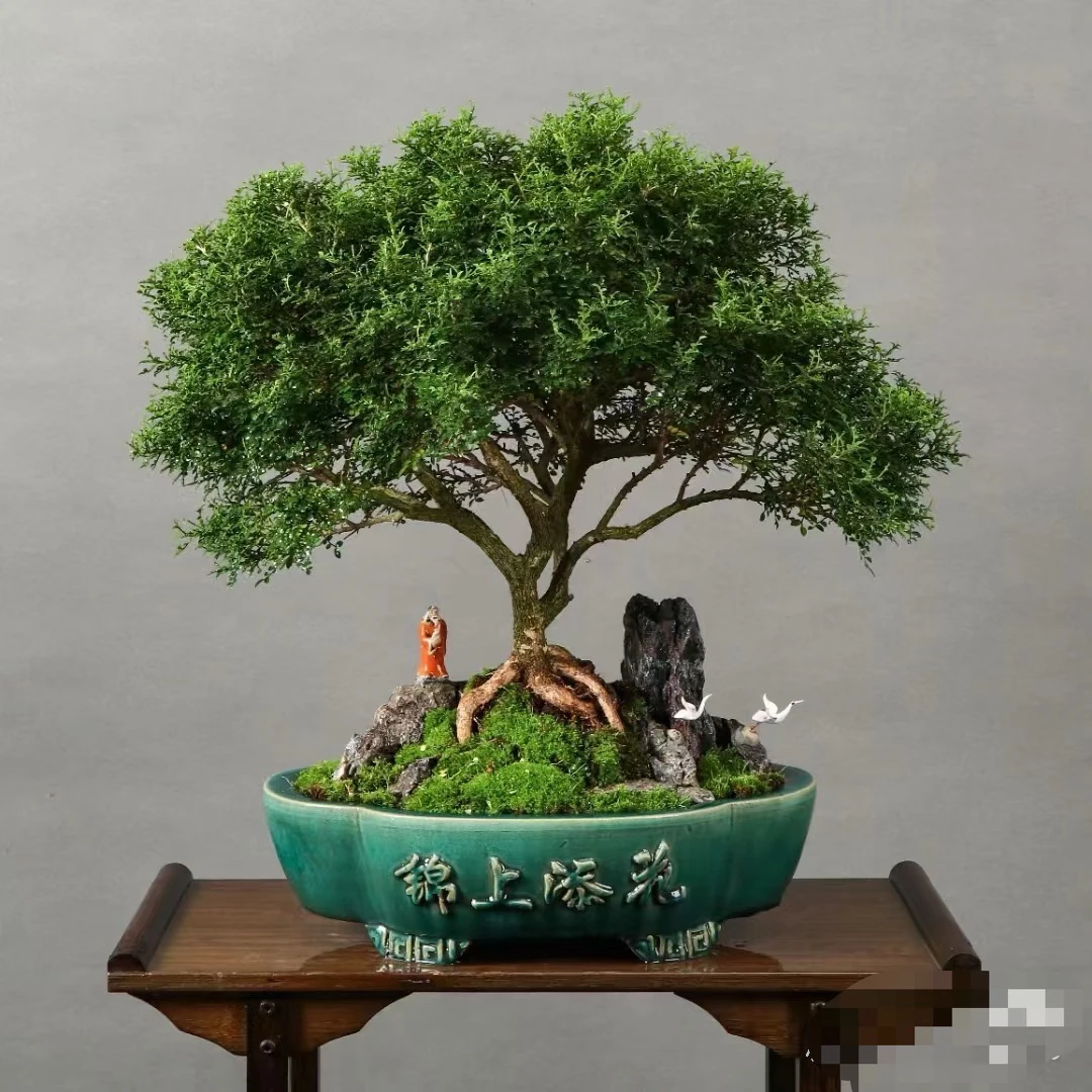 附石盆景素材珍珠红芽罗汉松一物一拍