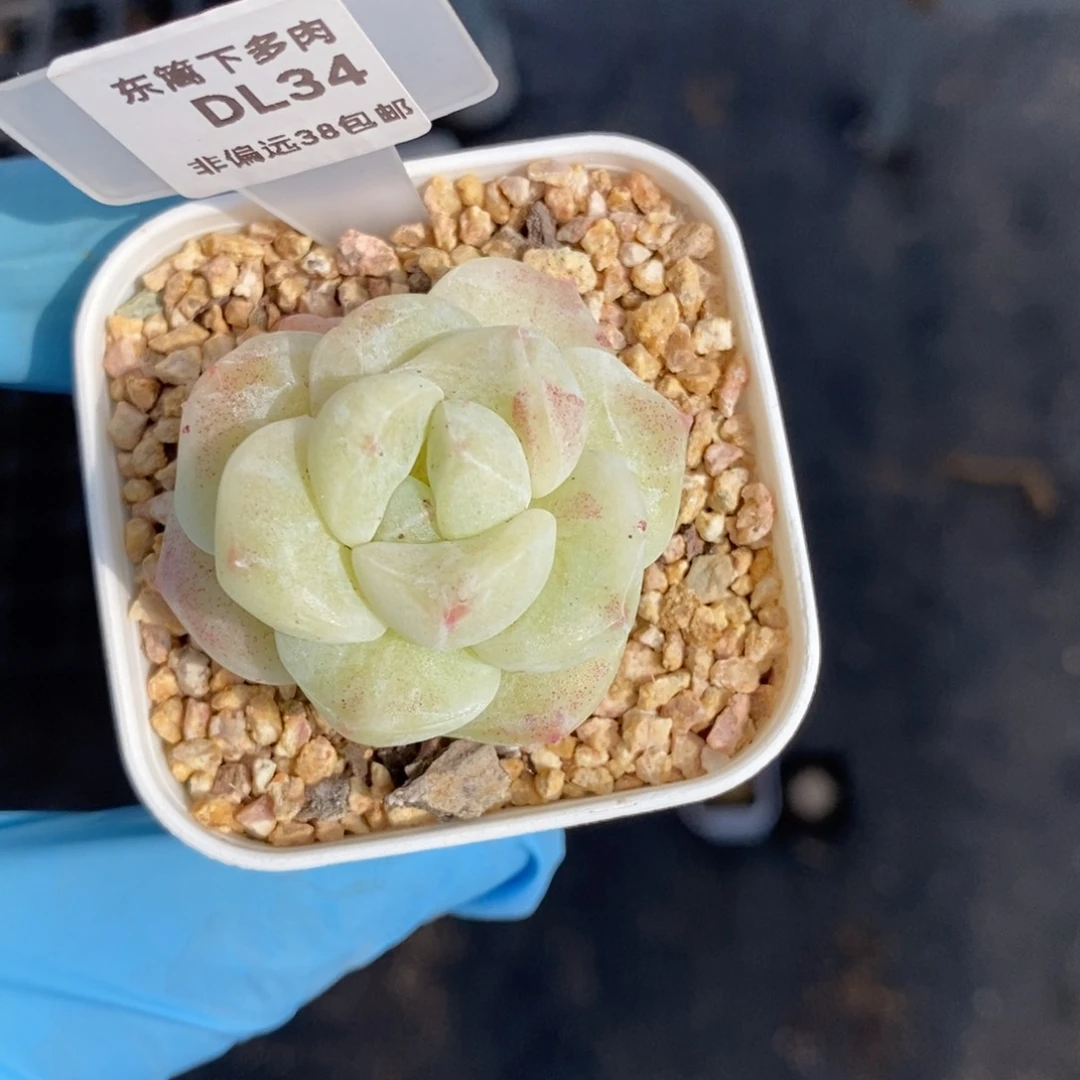 34东篱下多肉植物盆栽