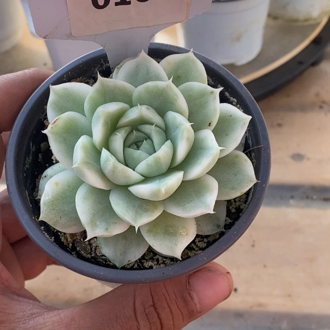 104麦秆哈哈哈哈哈哈哈