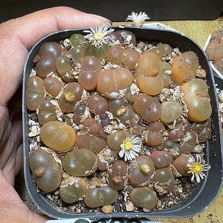 983号号特价福利毛汗尼