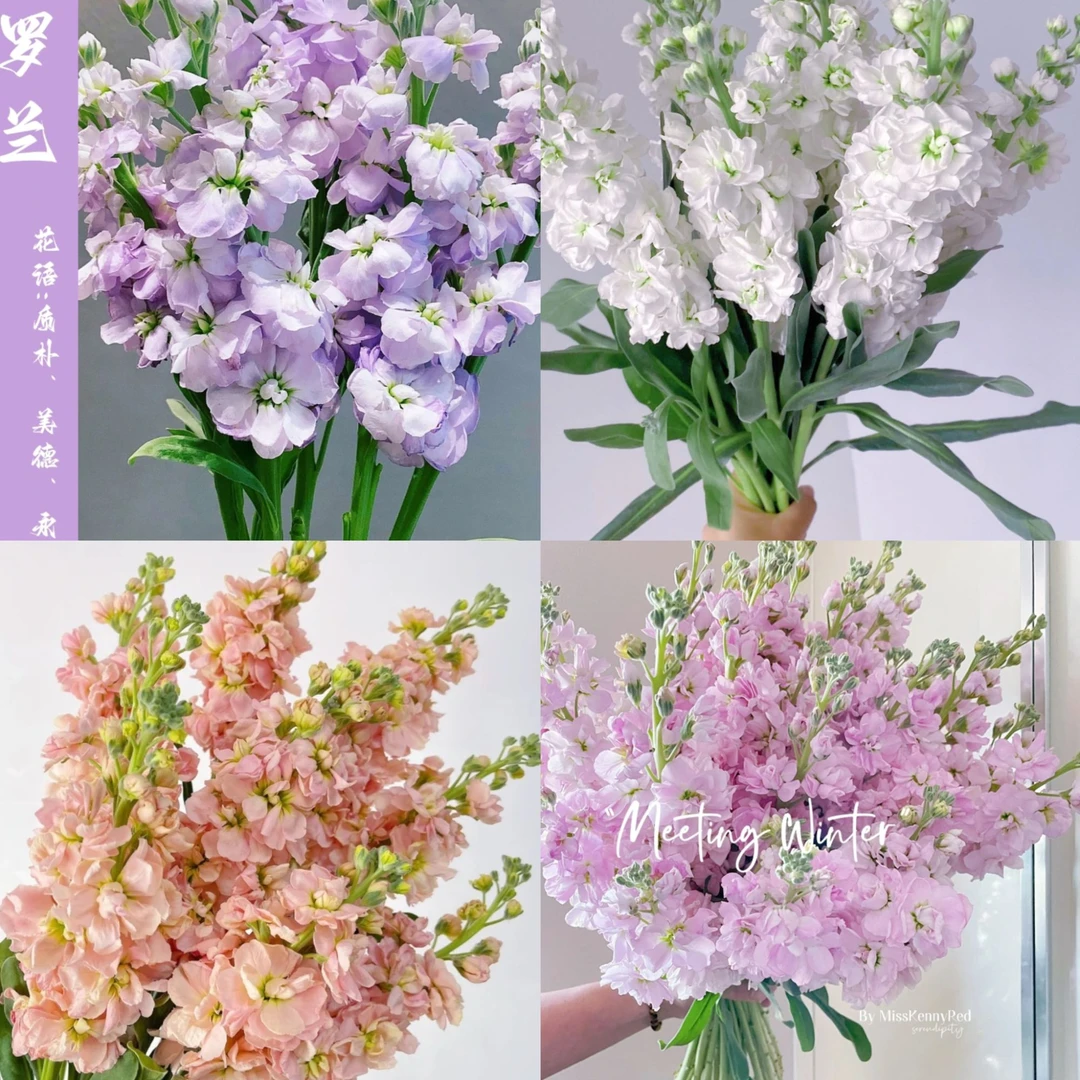 紫罗兰10枝  下单备注颜色 紫色 粉色 白色 两单顺丰包邮