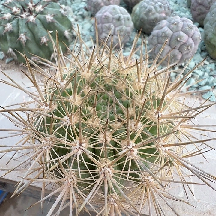 龙爪球。未知名。 苗接落地出根芽