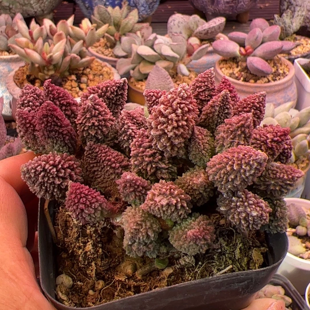朱紫玉。