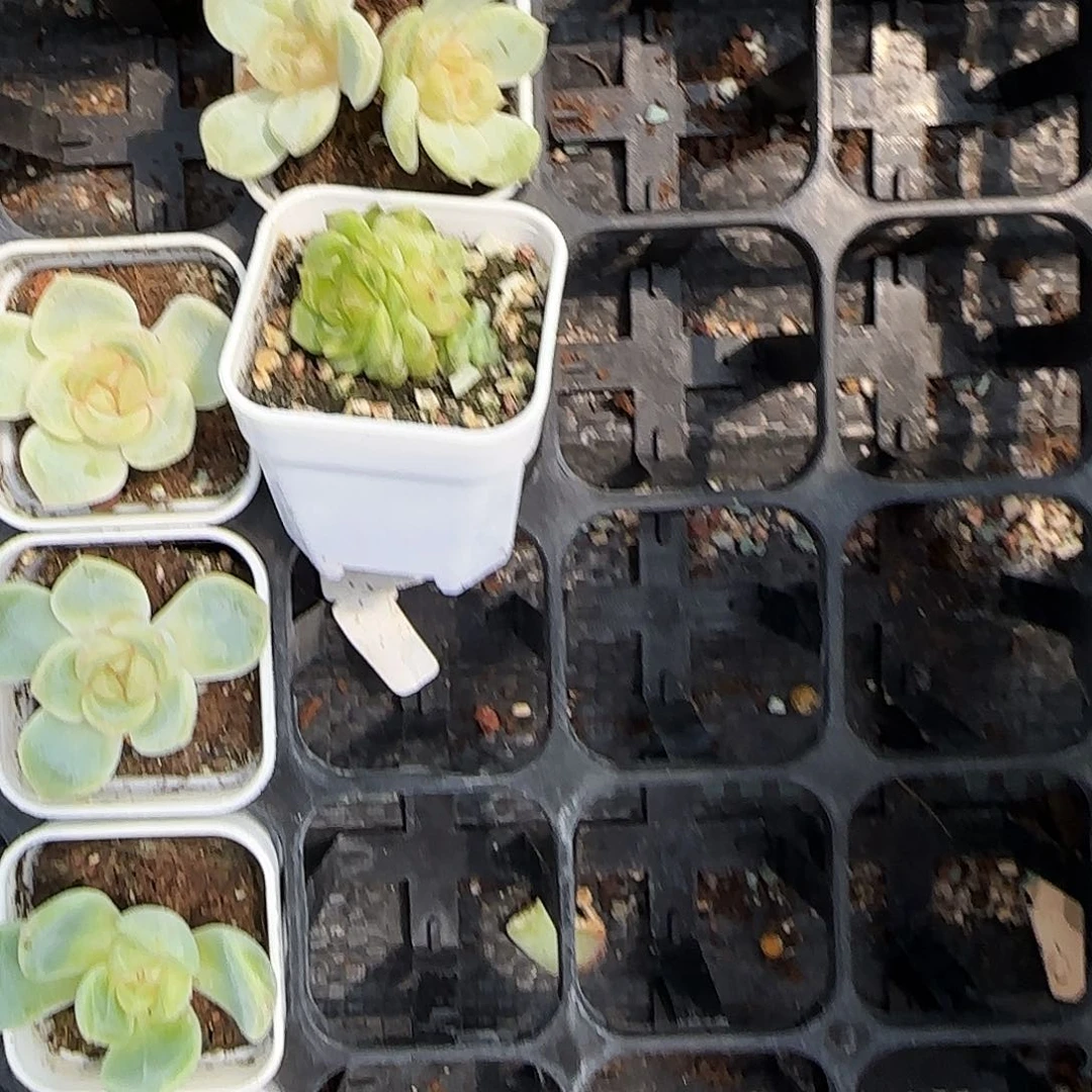 尔本17 号盆5号床状态一个满25包邮