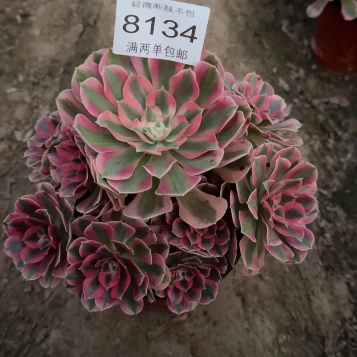 8134女郎的植物多肉