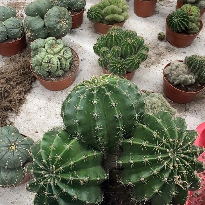 近****无花朵哈哈哈哈哈哈