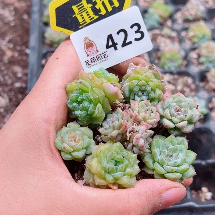 多肉植物多肉植物