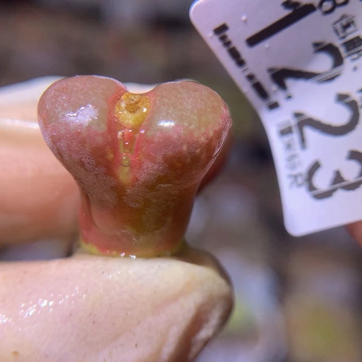 Sss精品生石花1223