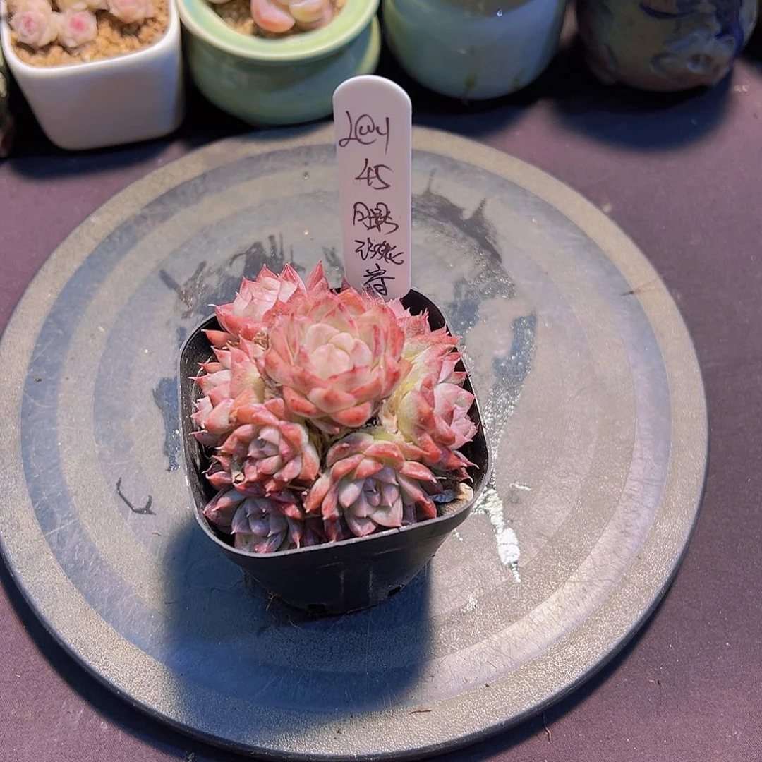 ?***?月影珍妮，多肉植物，