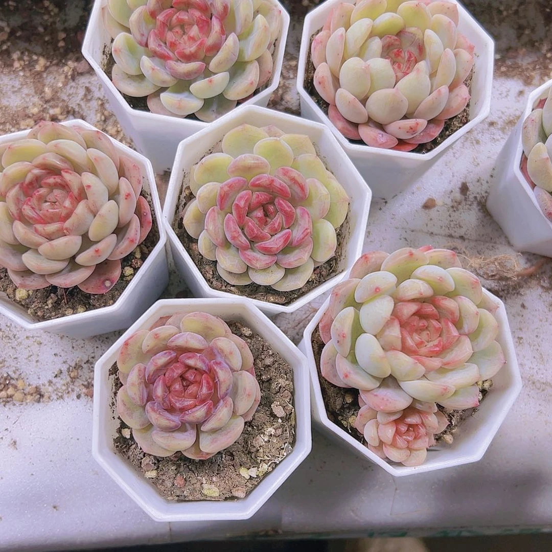 葡萄珍妮带盆带土19包邮