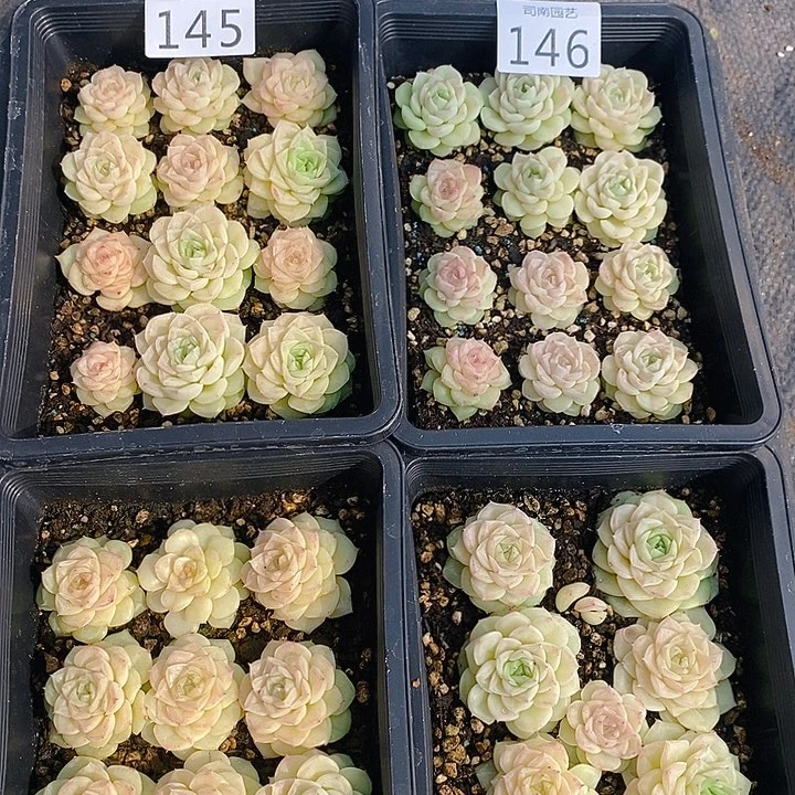 145-146 多肉植物盆栽花卉植物