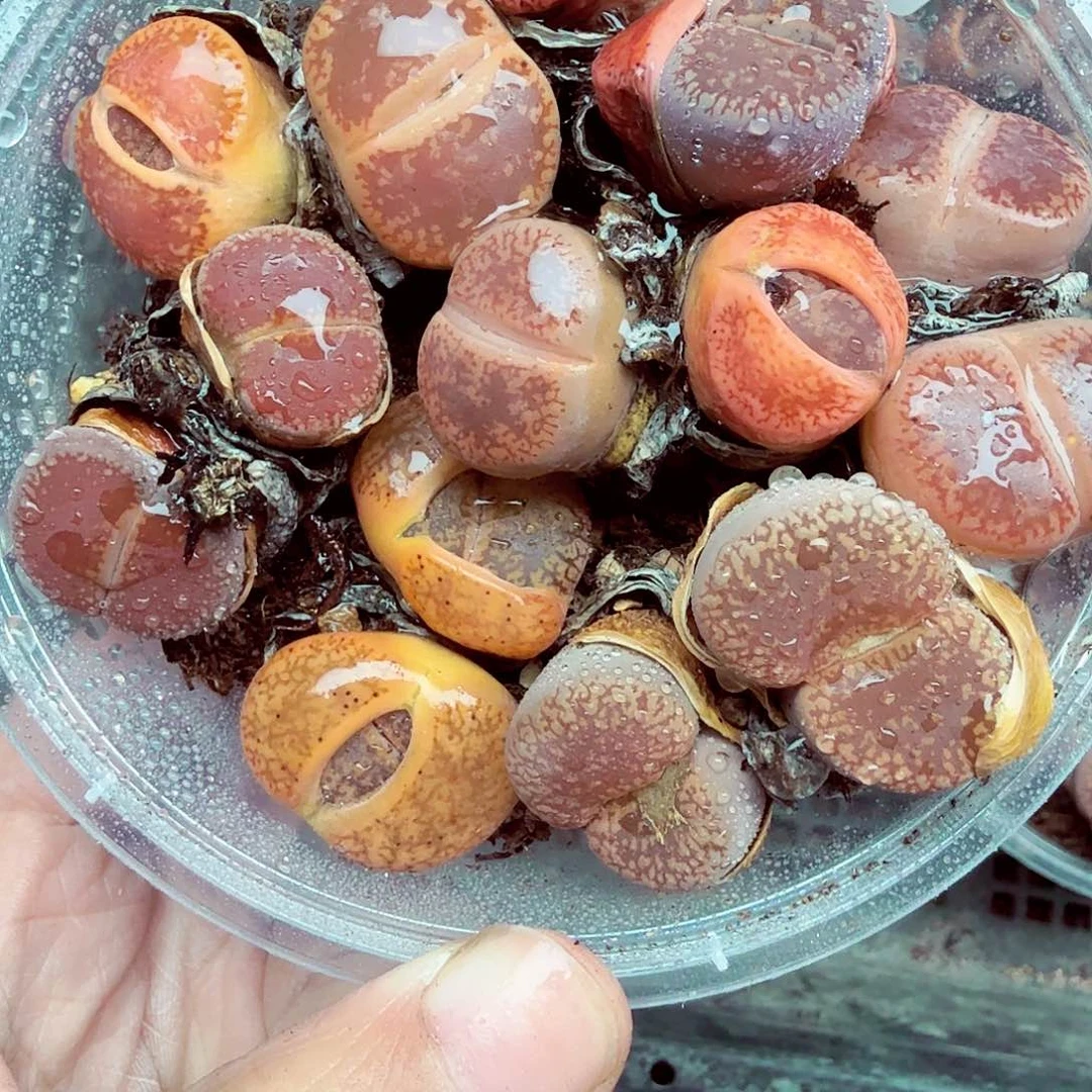 我在想什么我就做点226