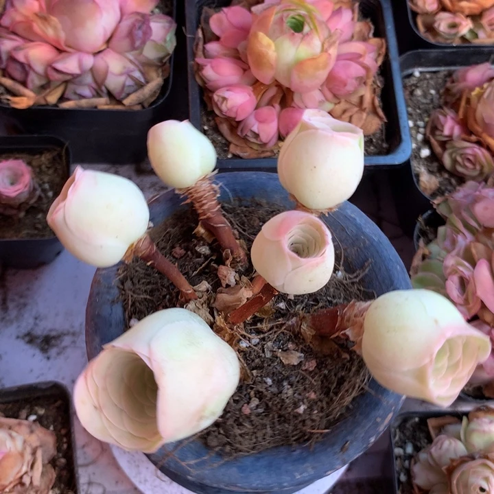 一物一拍星辰老庄201