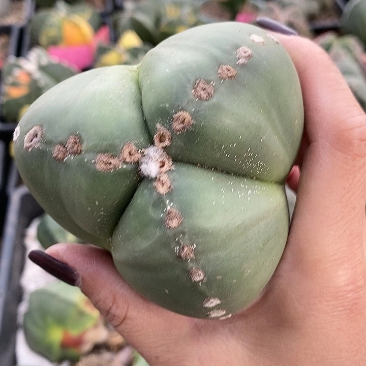 （***）花花草草花花草草