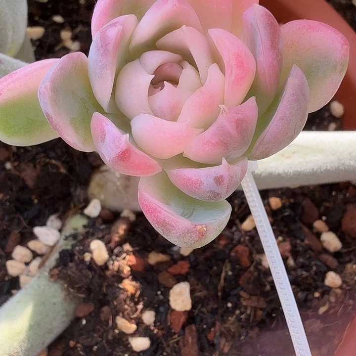 紫薯锦多肉锦植物